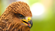 Schwarzmilan (7).jpg